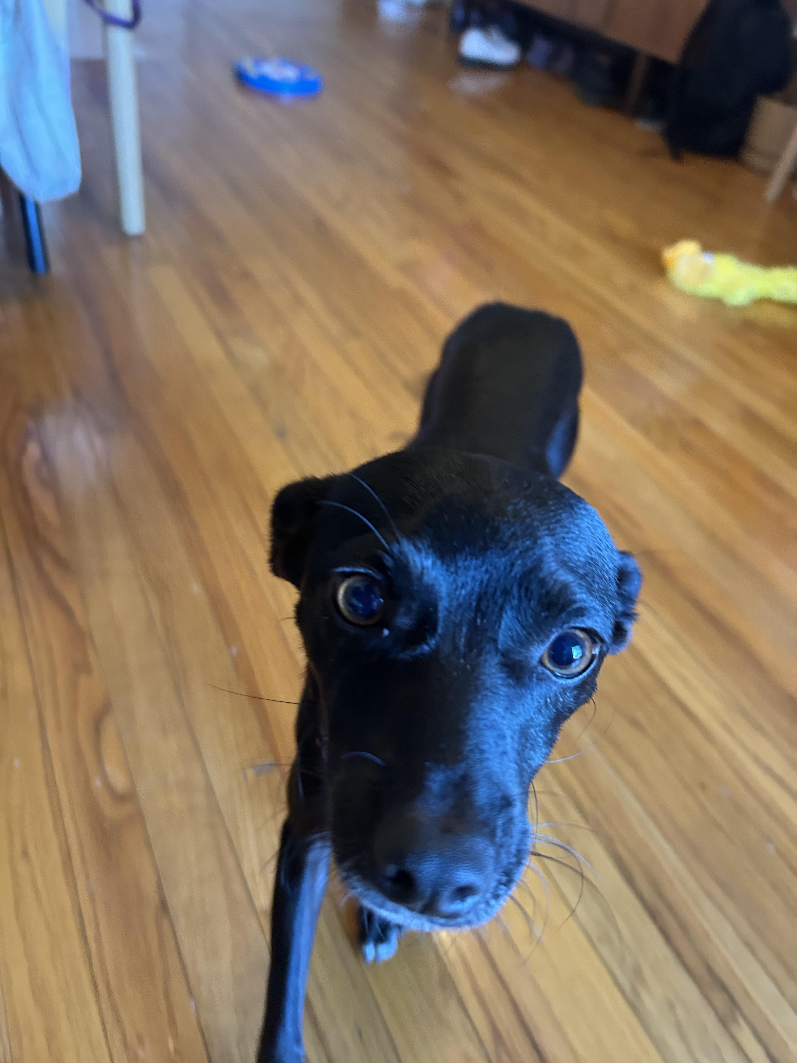 Enlarge Chester, a Adoptable mixed breed in Brooklyn, NY image 4/4