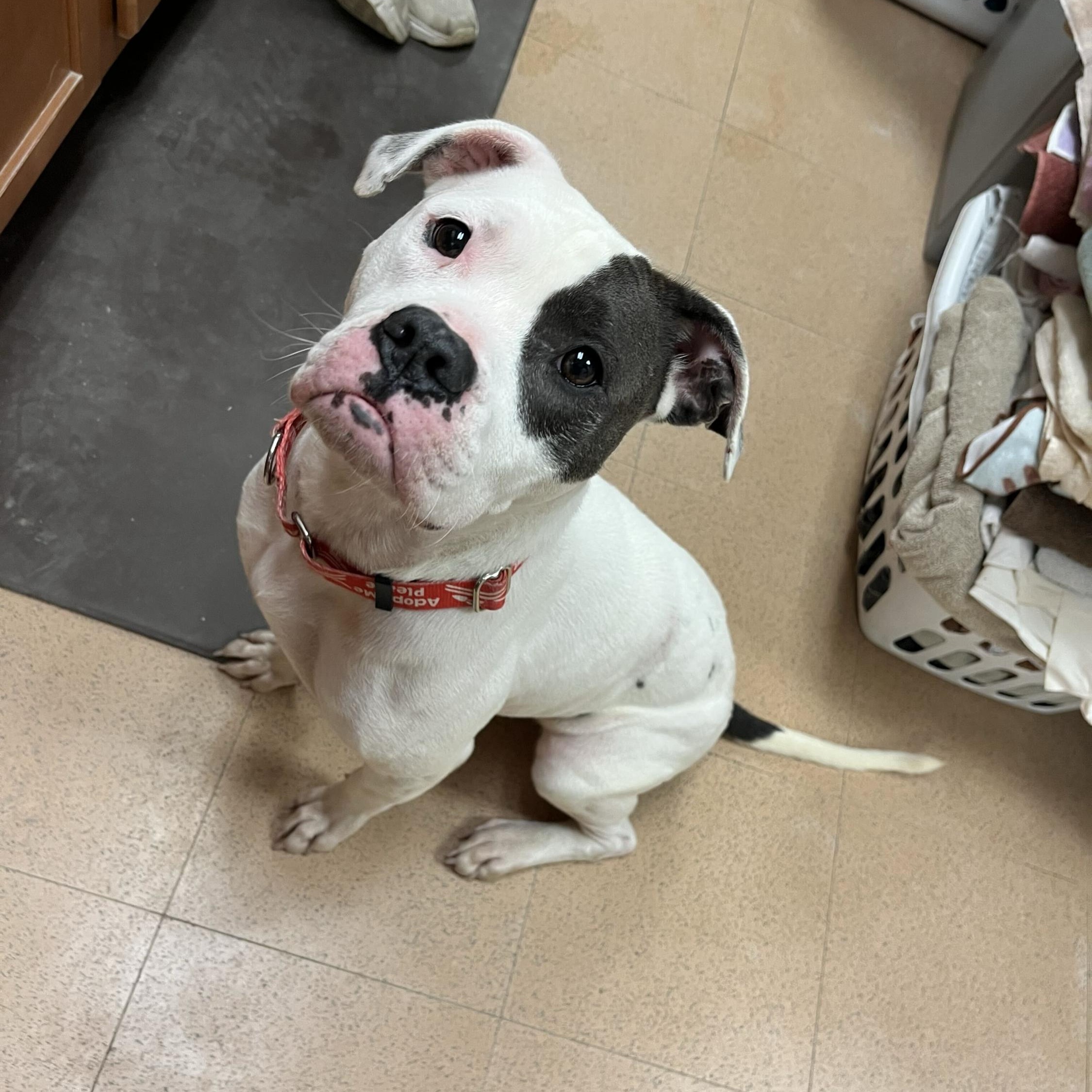Enlarge Twyla, a Adopted mixed breed in Monroe, OH image 1/6