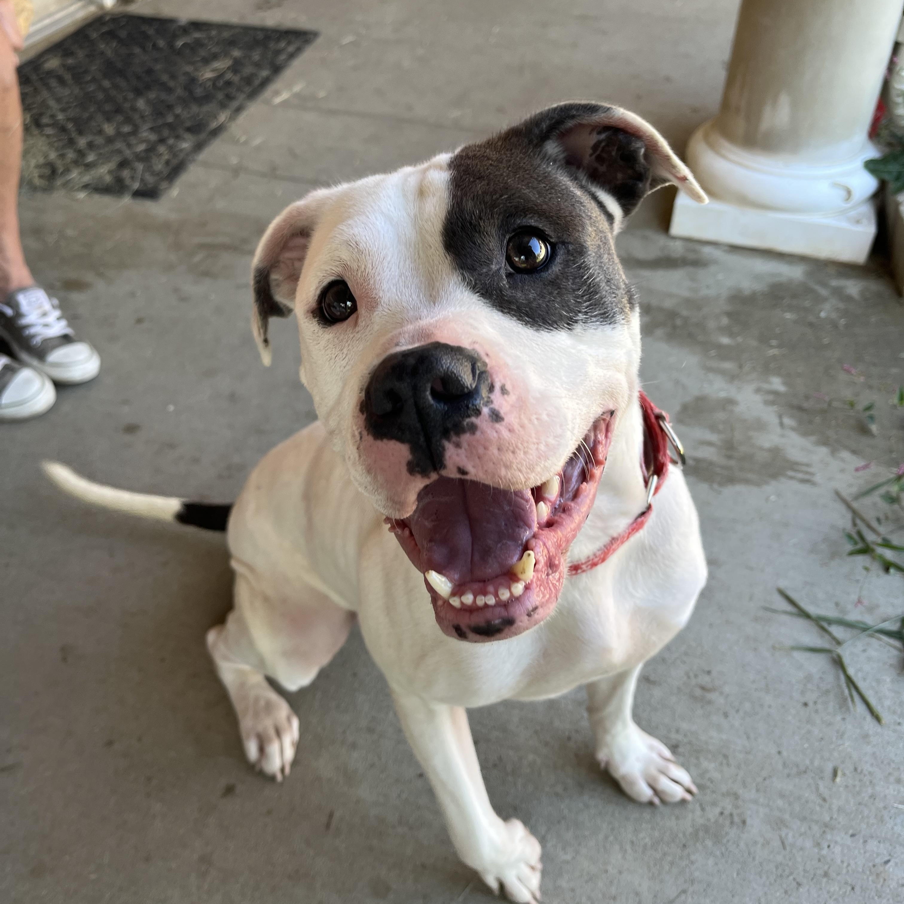 Enlarge Twyla, a Adopted mixed breed in Monroe, OH image 4/6