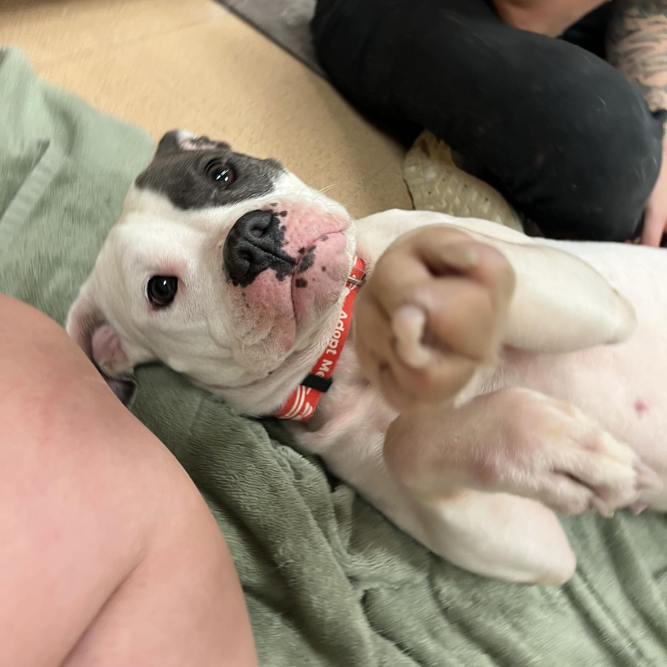 Enlarge Twyla, a Adopted mixed breed in Monroe, OH image 2/6