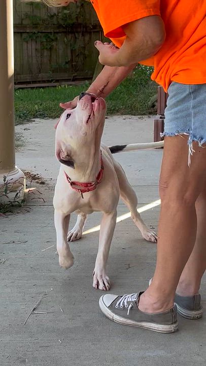 Enlarge Twyla, a Adopted mixed breed in Monroe, OH video 5/6