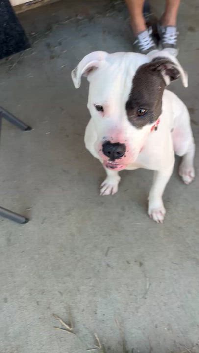 Enlarge Twyla, a Adopted mixed breed in Monroe, OH video 6/6