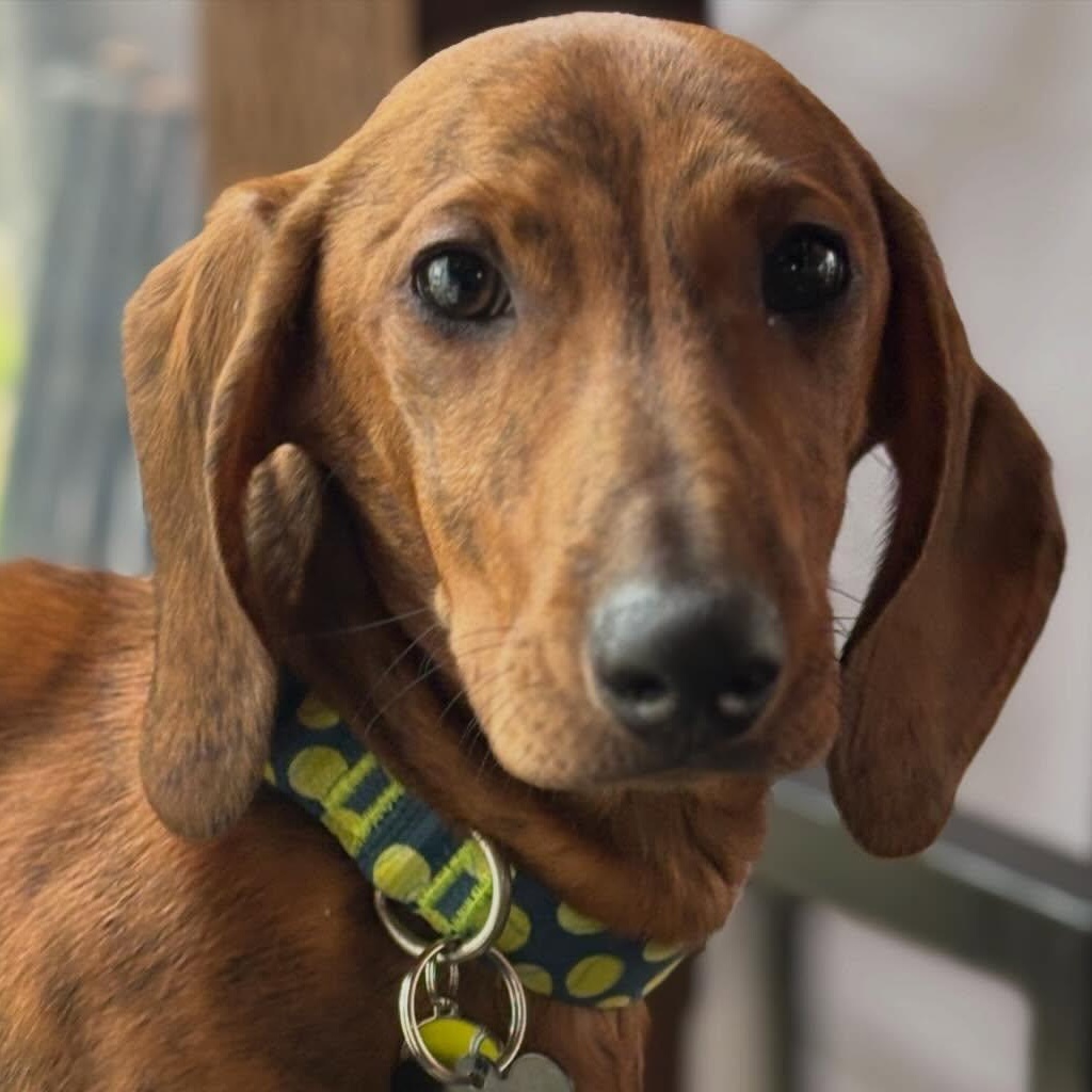 Enlarge Simon (Bonded w/Theodore), a Adoptable Dachshund in Portland, OR image 5/5
