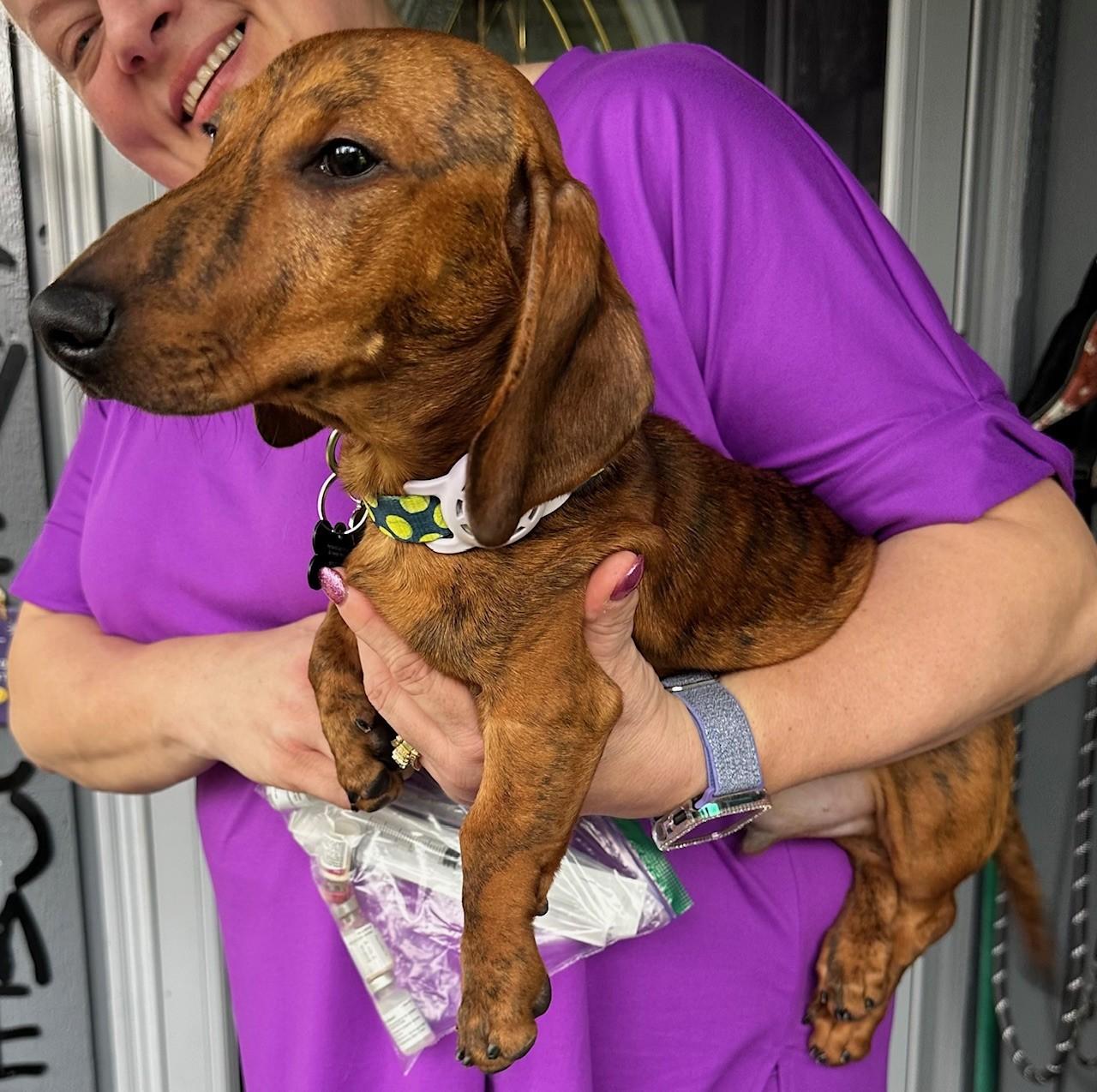 Enlarge Simon (Bonded w/Theodore), a Adoptable Dachshund in Portland, OR image 2/5