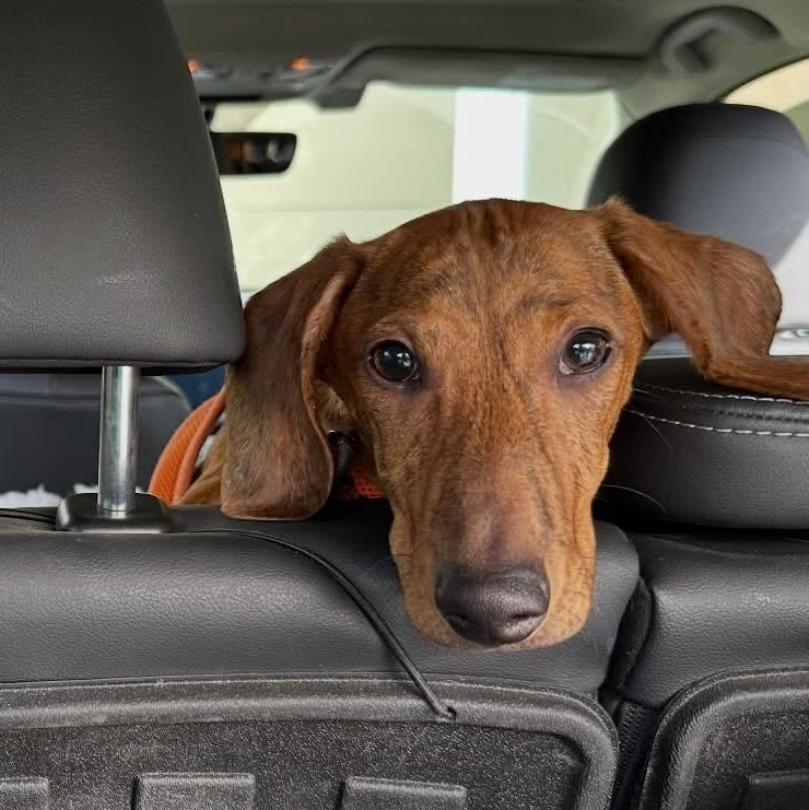 Enlarge Simon (Bonded w/Theodore), a Adoptable Dachshund in Portland, OR image 3/5