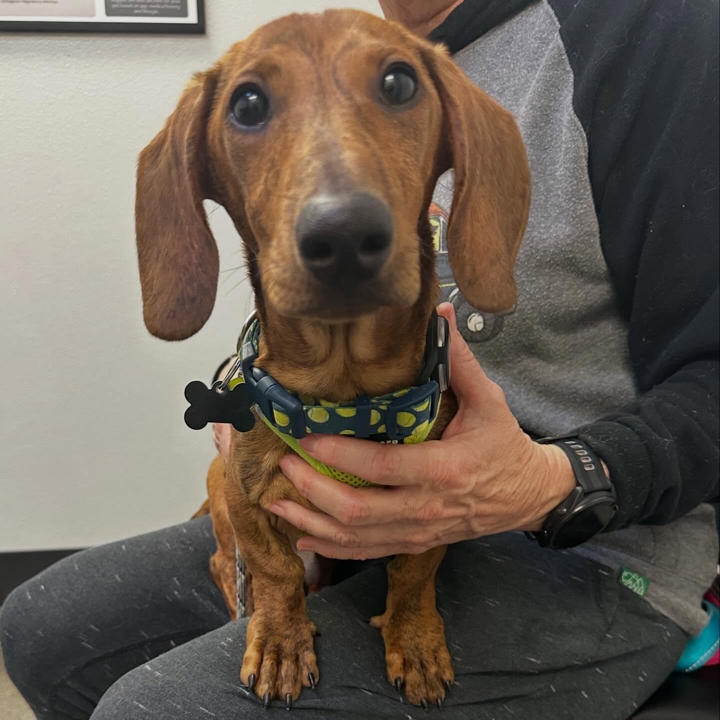 Simon (Bonded w/Theodore), Adoptable, Young Male Dachshund.