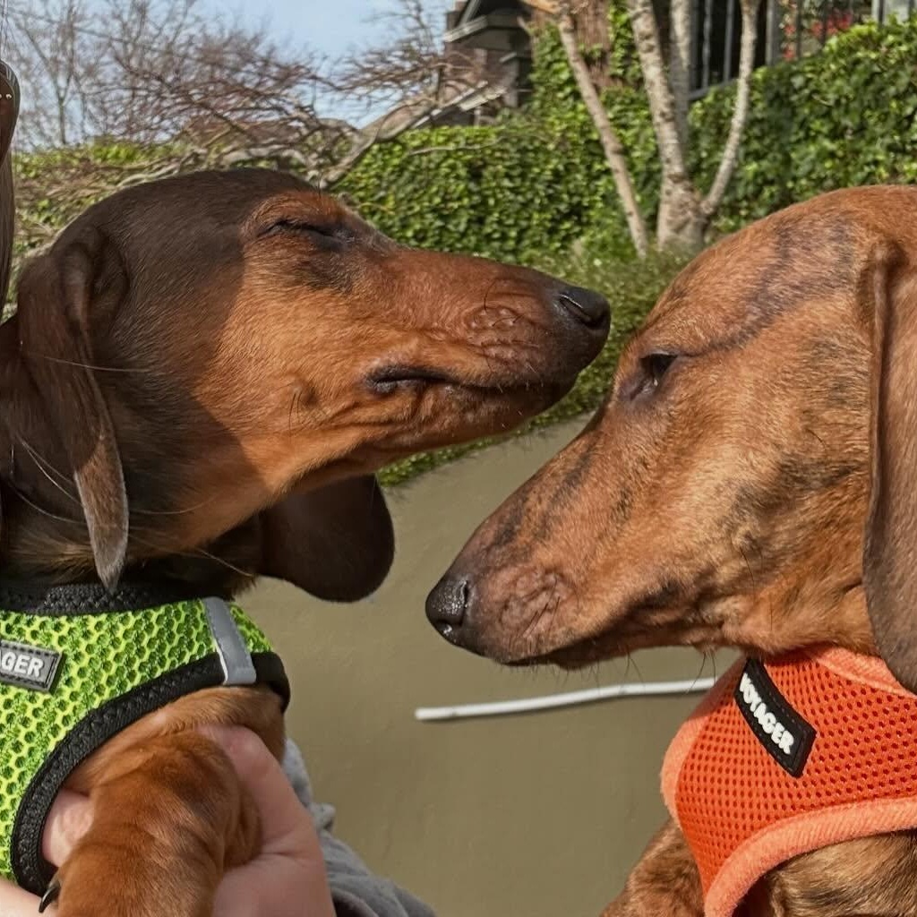 Enlarge Simon (Bonded w/Theodore), a Adoptable Dachshund in Portland, OR image 4/5