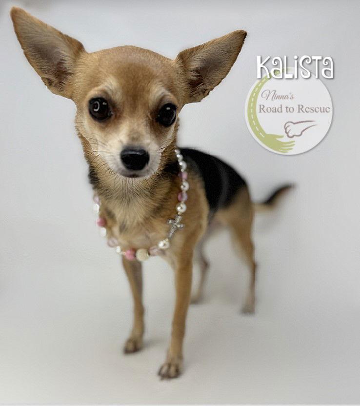 Enlarge Kalista, a Adoptable Chihuahua in Benton, LA image 1/2