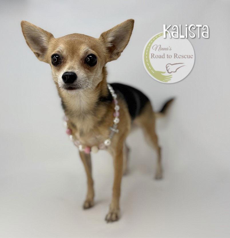 Enlarge Kalista, a Adoptable Chihuahua in Benton, LA image 2/2