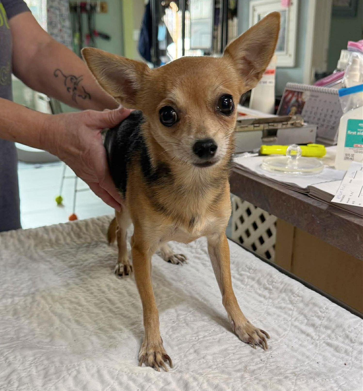 Kalista (NOT YET AVAILABLE), Adoptable, Adult Female Chihuahua.
