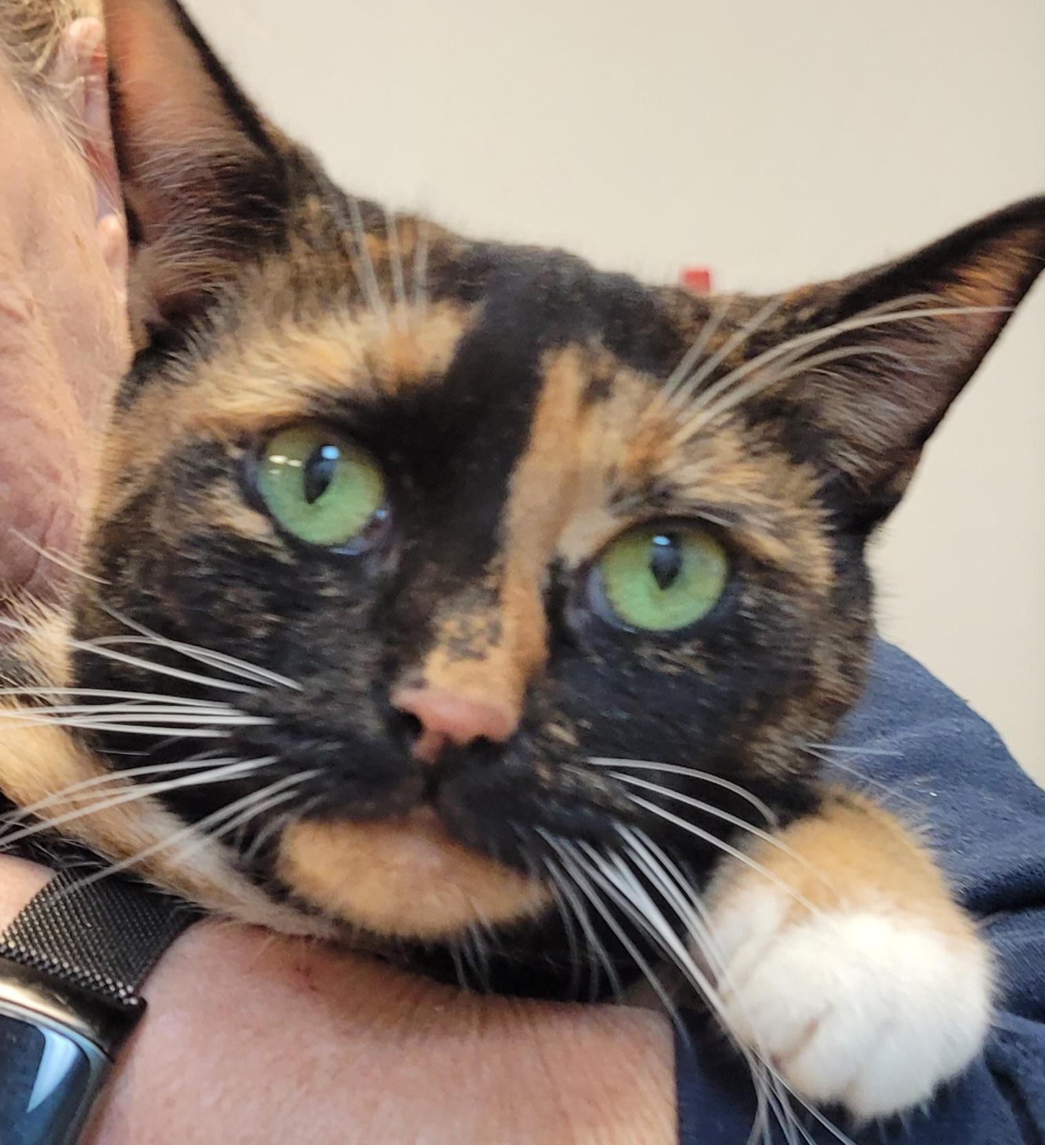 Enlarge Maddie, a Adoptable mixed breed in Lawrenceville, GA image 2/6