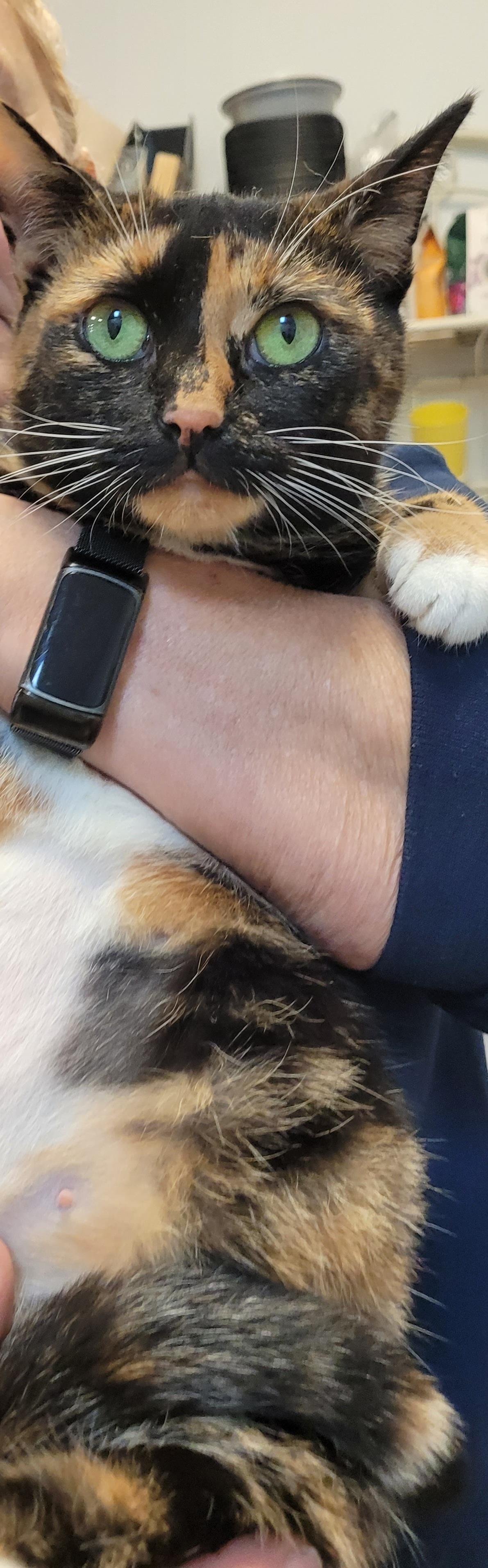 Enlarge Maddie, a Adoptable mixed breed in Lawrenceville, GA image 3/6