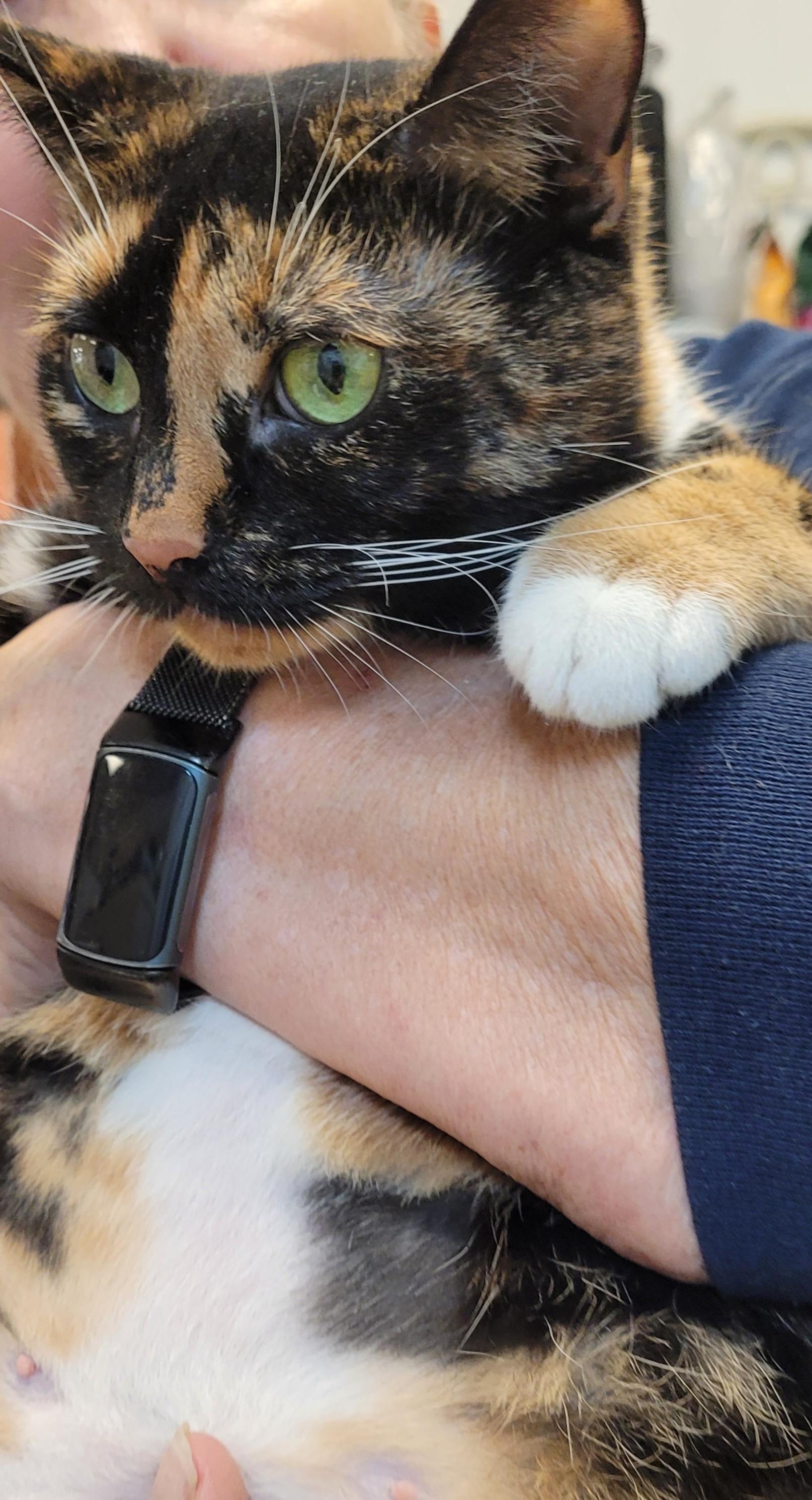 Enlarge Maddie, a Adoptable mixed breed in Lawrenceville, GA image 4/6