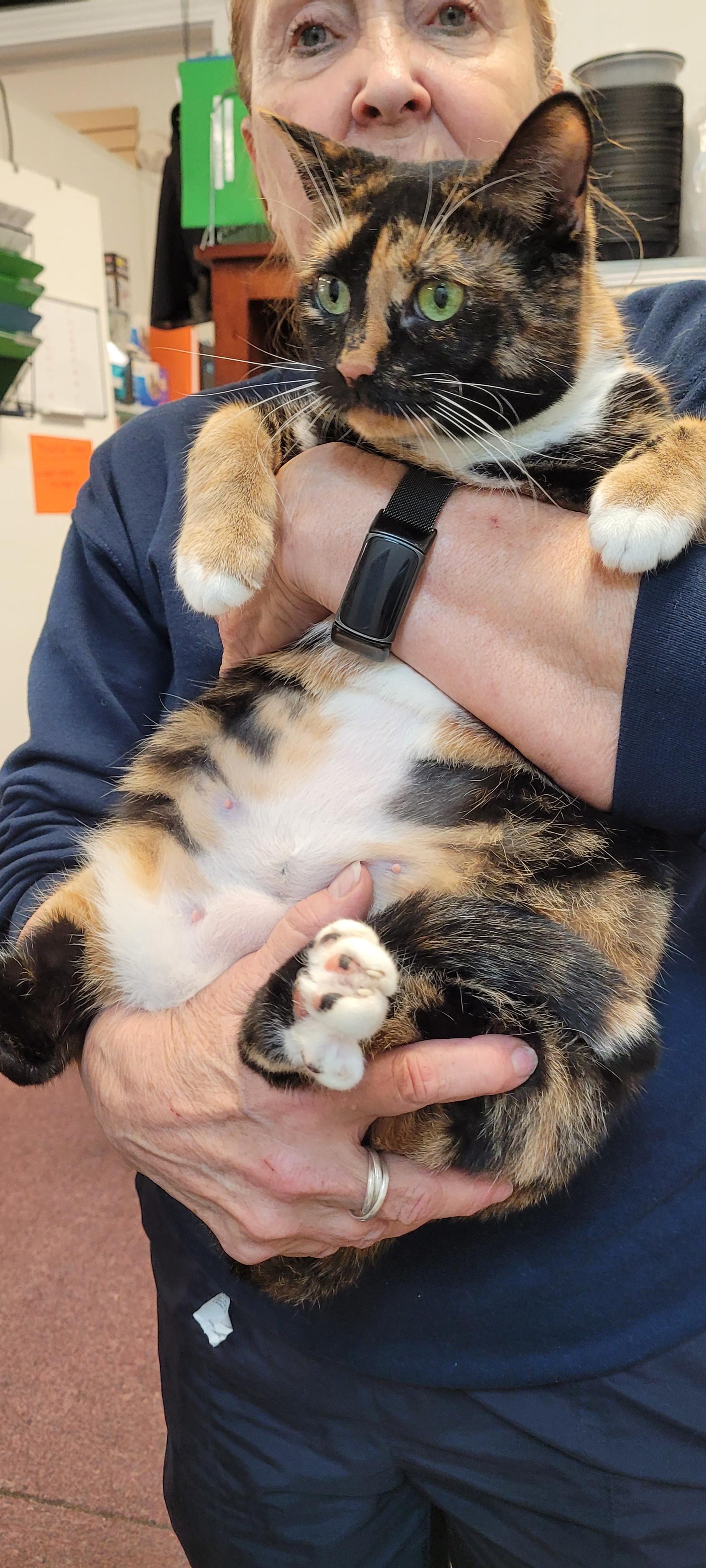 Maddie, Adoptable, Adult Female Domestic Short Hair.