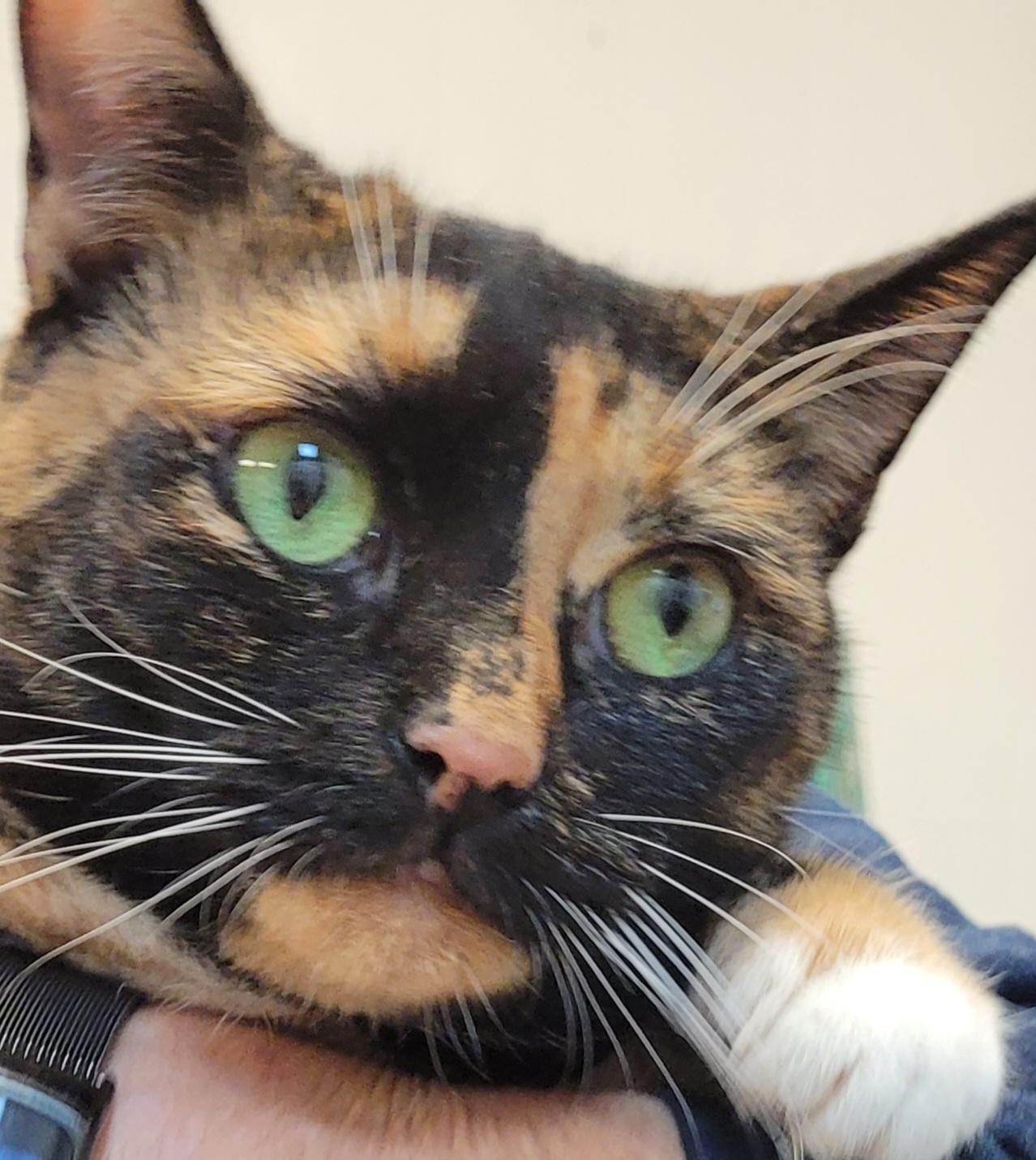 Enlarge Maddie, a Adoptable mixed breed in Lawrenceville, GA image 6/6