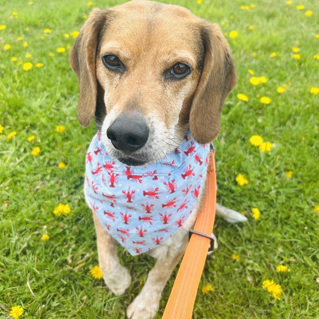 Enlarge Bailey, a Adoptable Beagle in East Smithfield , PA image 1/6