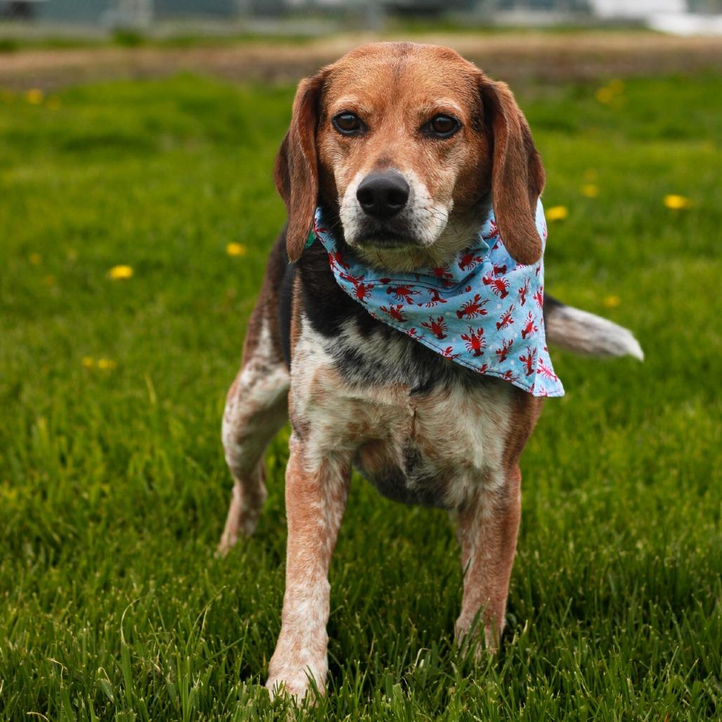 Enlarge Bailey, a Adoptable Beagle in East Smithfield , PA image 2/6