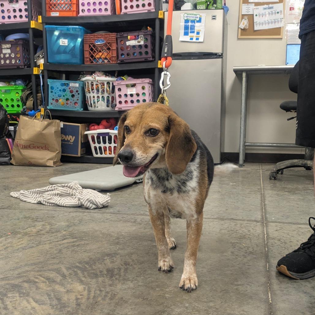 Enlarge Bailey, a Adoptable Beagle in East Smithfield , PA image 3/6