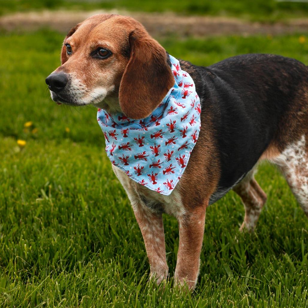 Enlarge Bailey, a Adoptable Beagle in East Smithfield , PA image 4/6