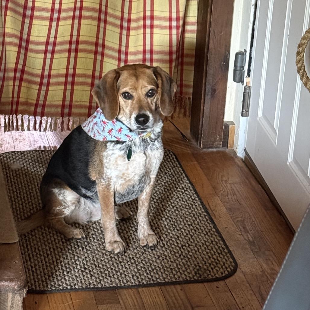 Enlarge Bailey, a Adoptable Beagle in East Smithfield , PA image 5/6