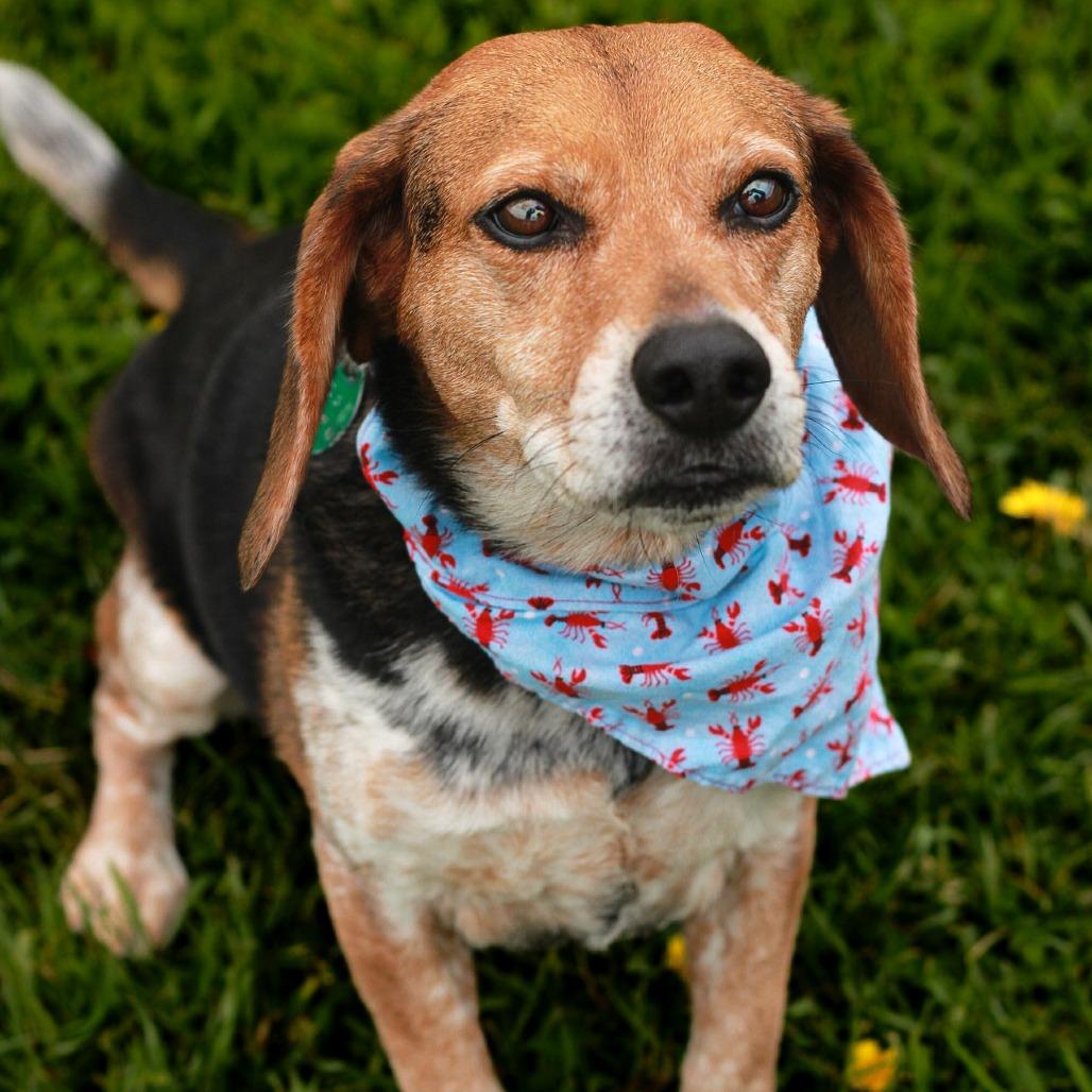 Enlarge Bailey, a Adoptable Beagle in East Smithfield , PA image 6/6