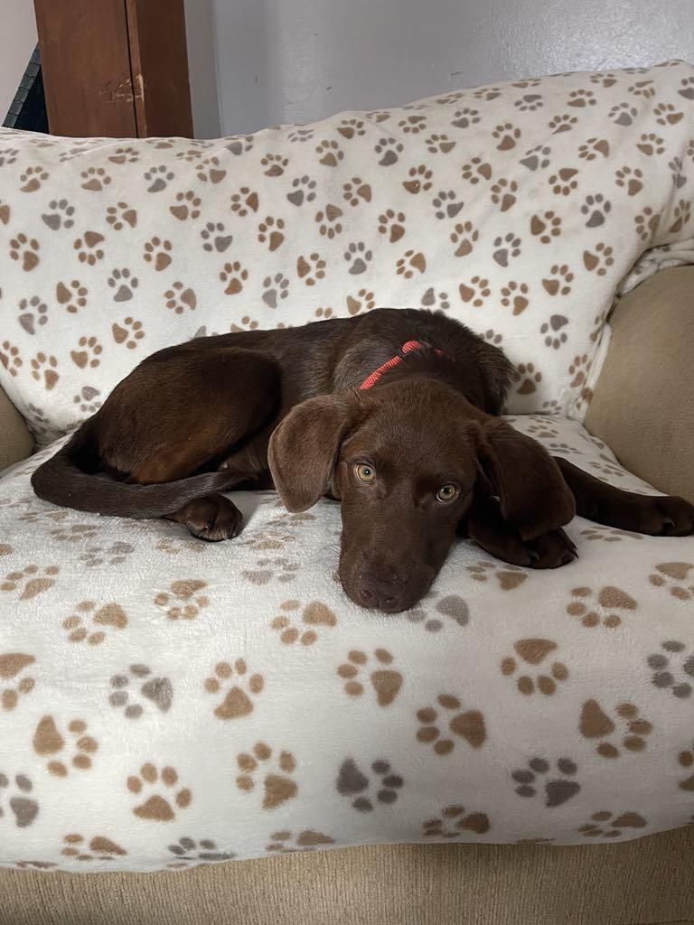 Enlarge Lorena, an adopted mixed breed in Conesus, NY image 5/5