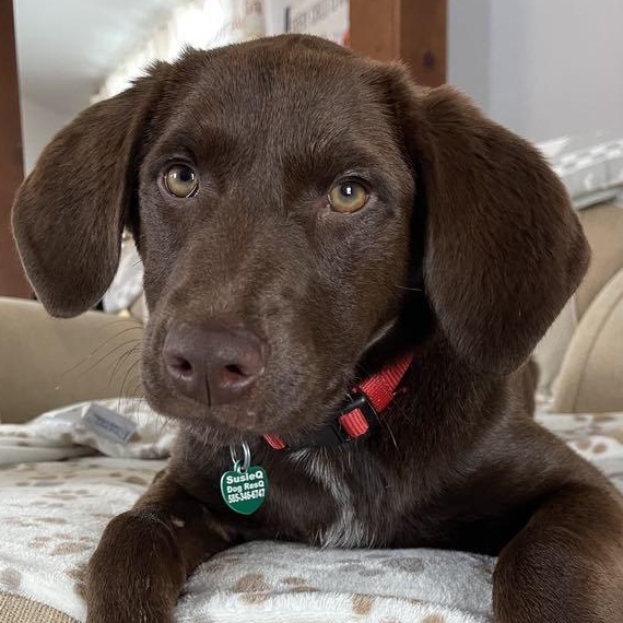 Enlarge Lorena, an adopted mixed breed in Conesus, NY image 2/5