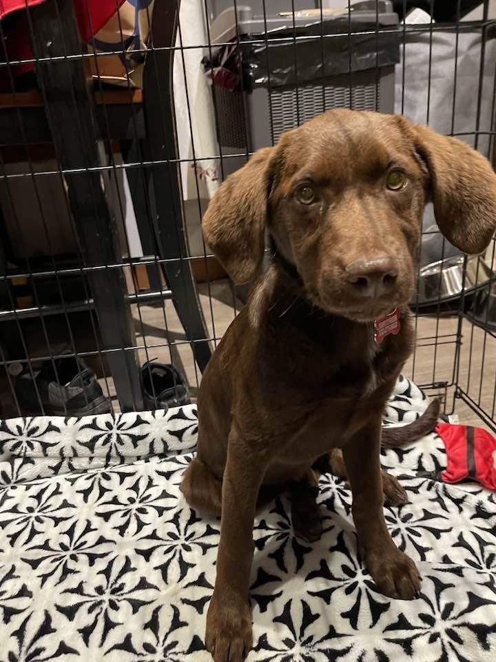 Enlarge Lorena, an adopted mixed breed in Conesus, NY image 3/5