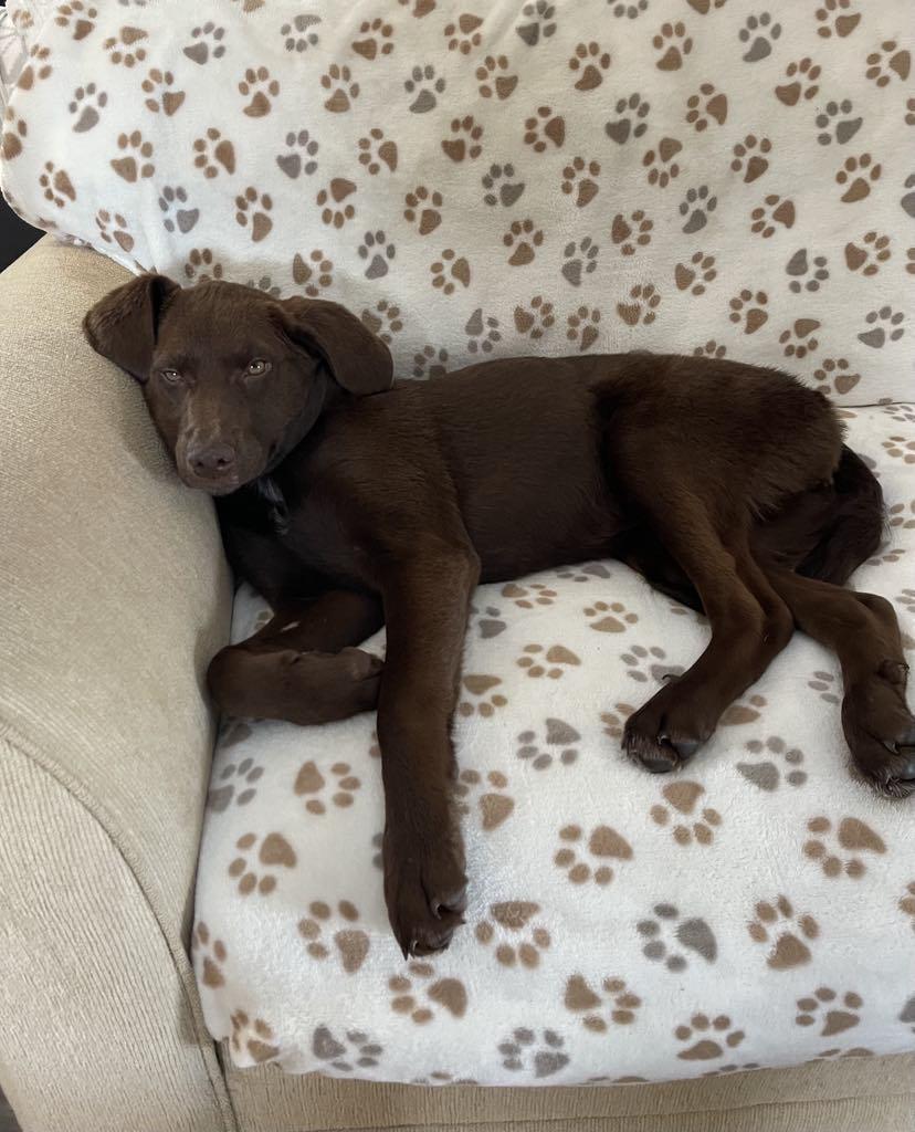 Enlarge Lorena, an adopted mixed breed in Conesus, NY image 4/5