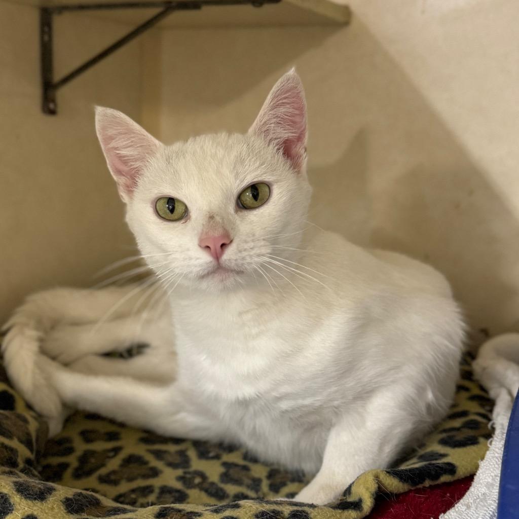 Enlarge BLIZZARD, a Adoptable mixed breed in Battle Creek, MI image 1/1