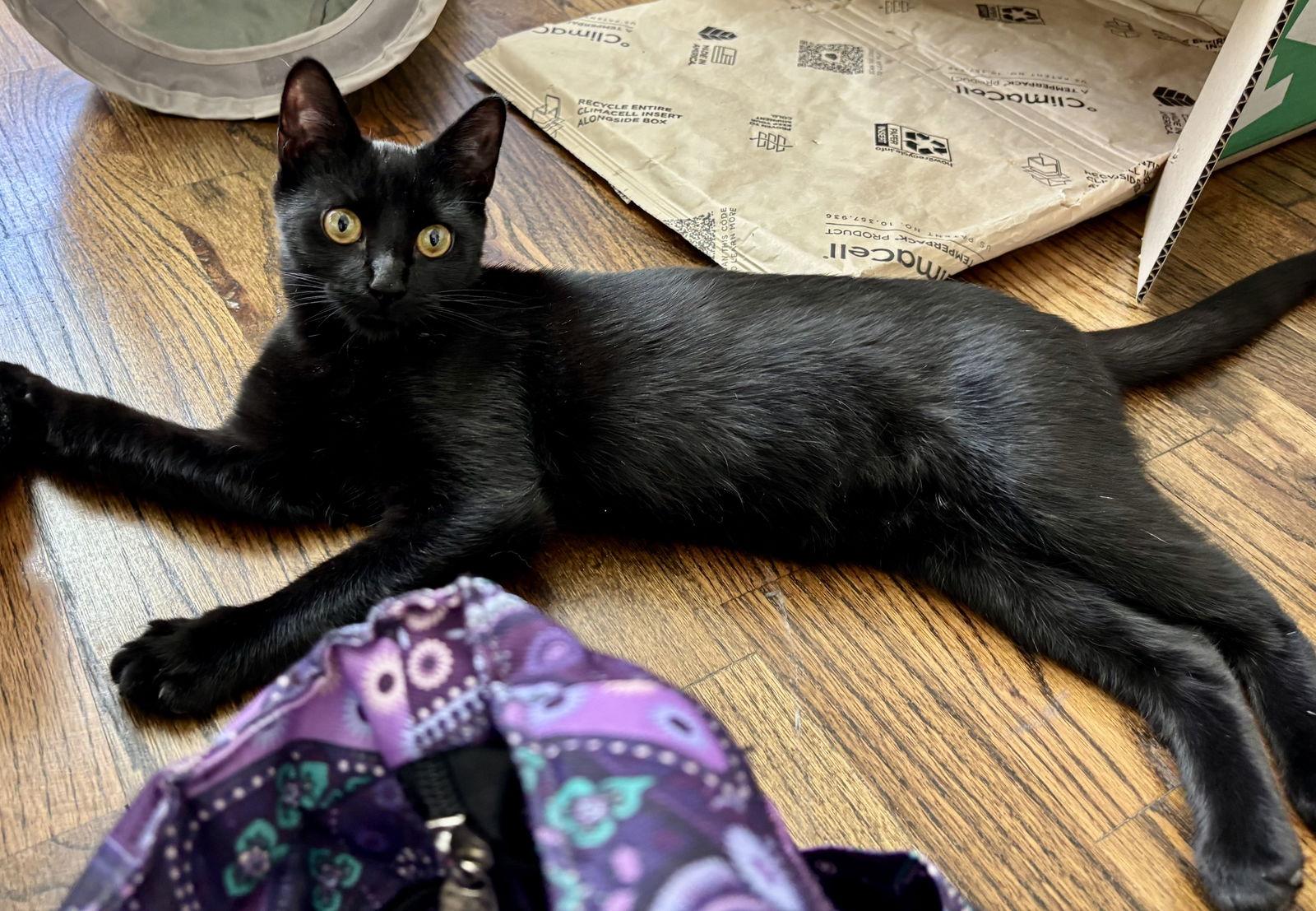 Stella, Adoptable, Young Female Bombay.