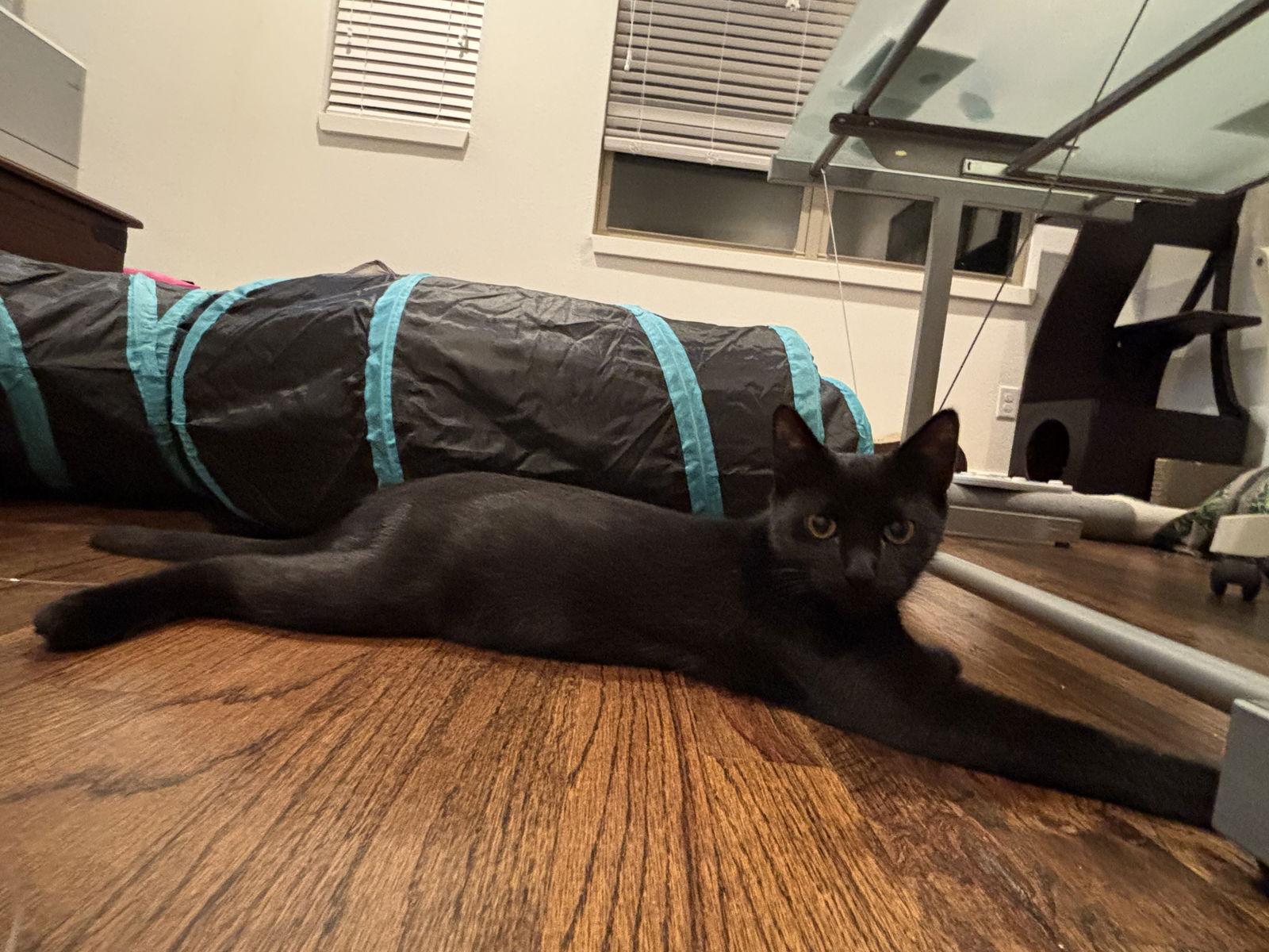 Enlarge Stella, a Adoptable Bombay in Garland, TX image 2/3