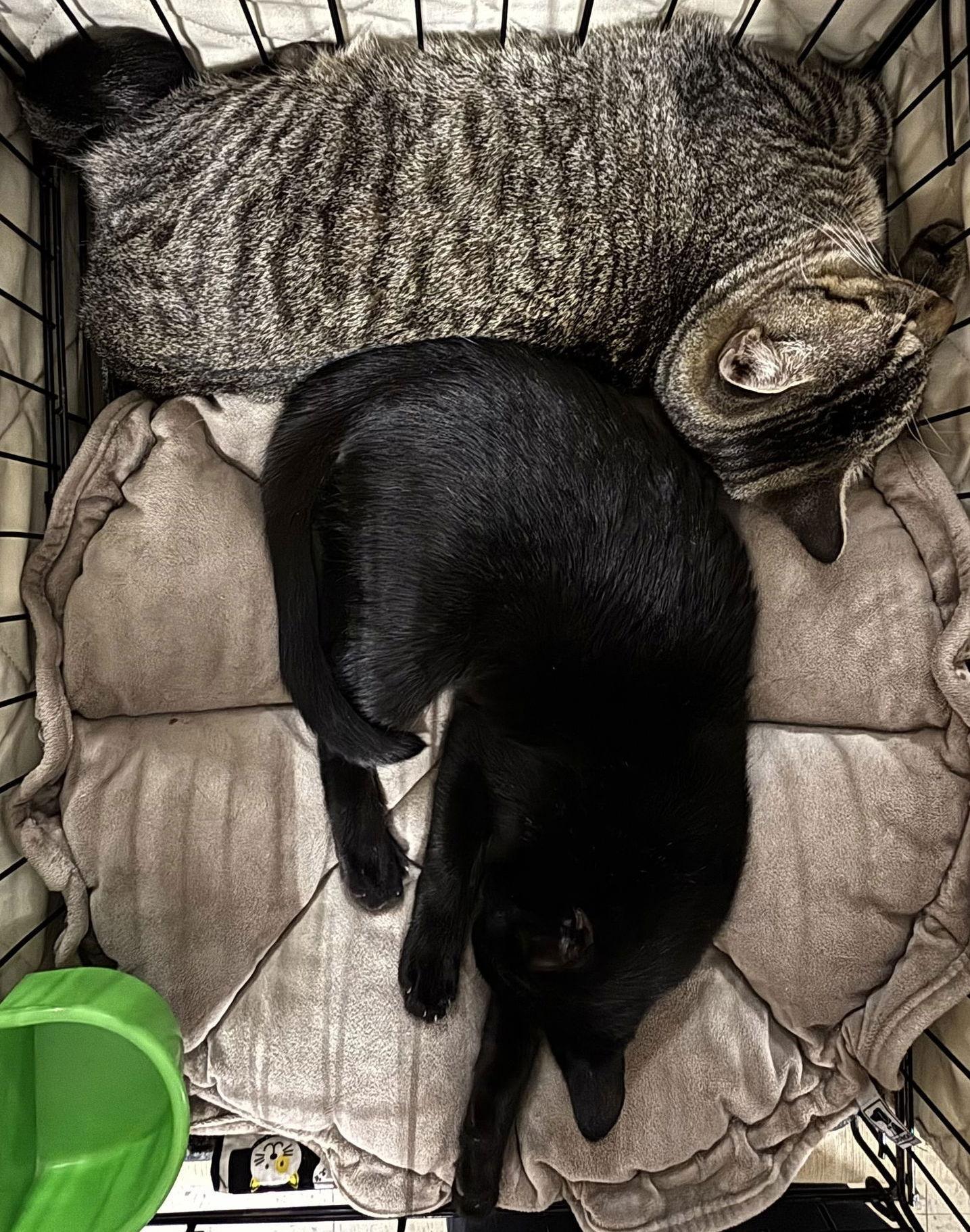 Enlarge Stella, a Adoptable Bombay in Garland, TX image 3/3