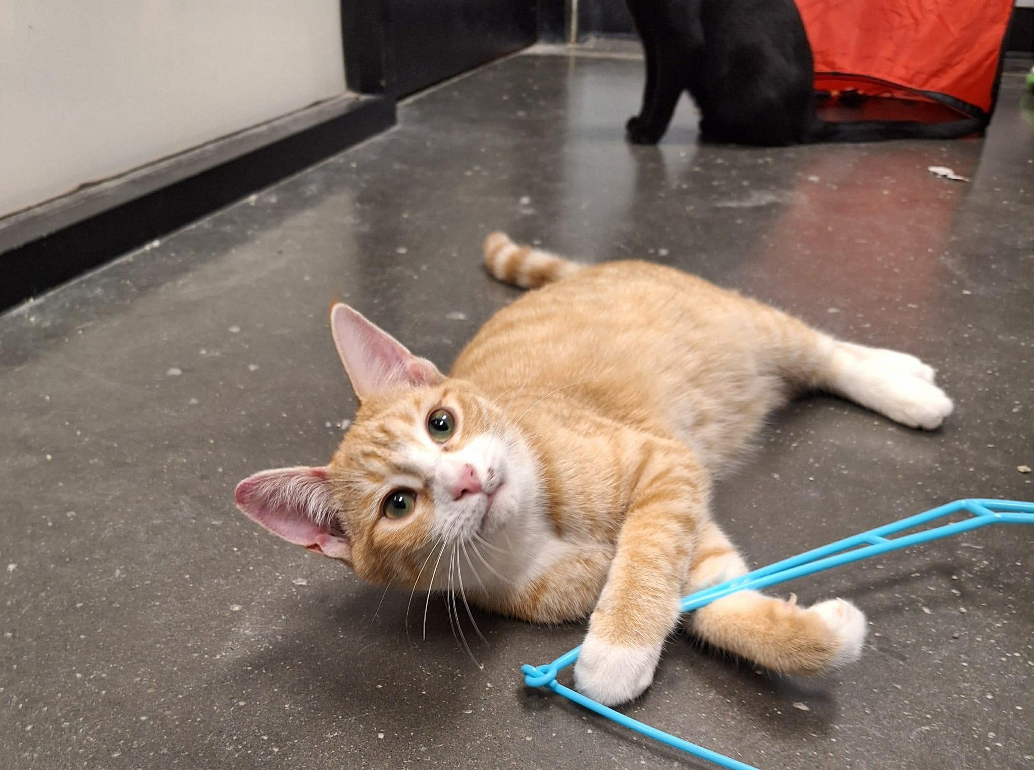 Enlarge Acorn, a Adopted Domestic Short Hair in Buffalo, NY image 2/3