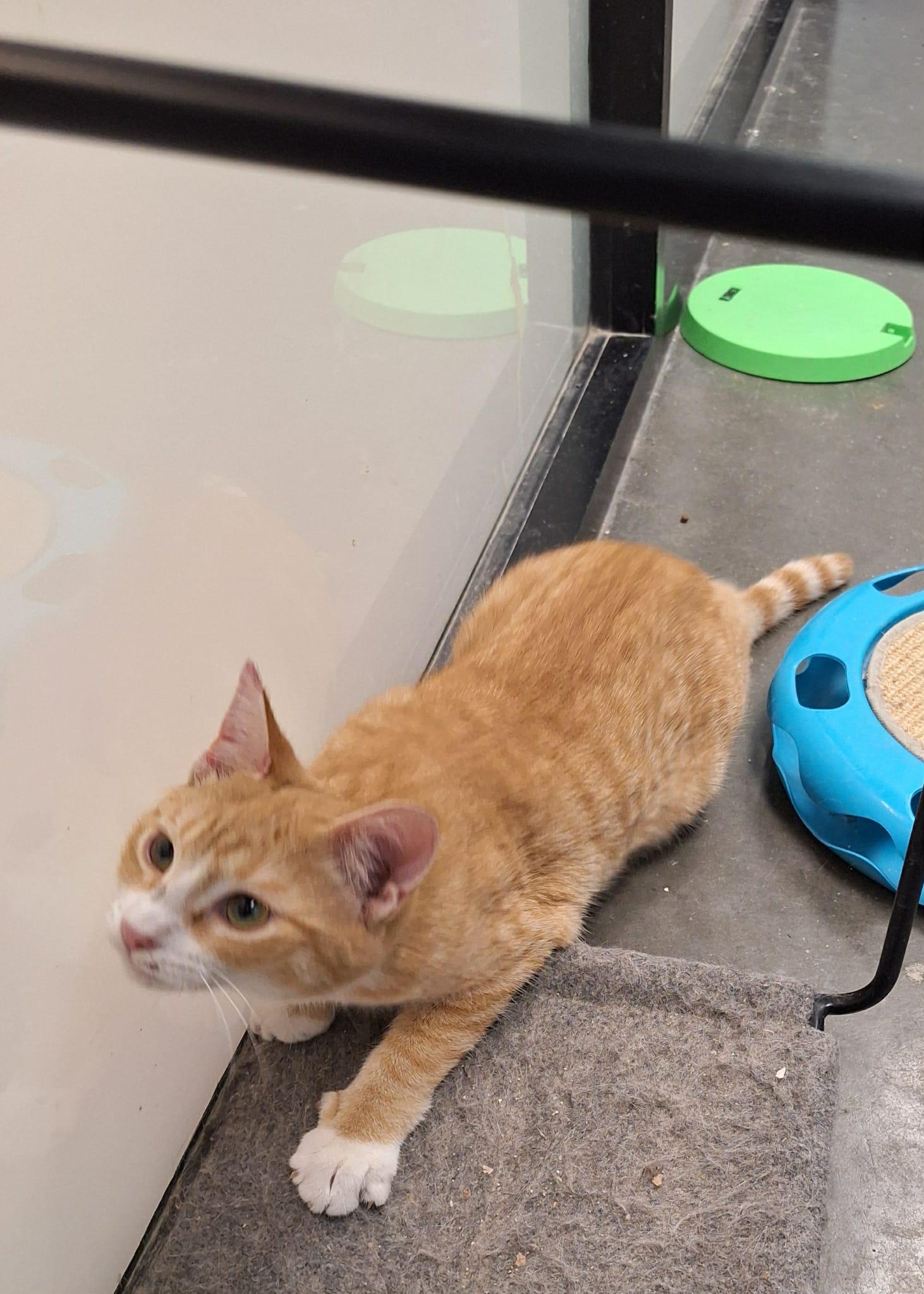 Enlarge Acorn, a Adopted Domestic Short Hair in Buffalo, NY image 3/3