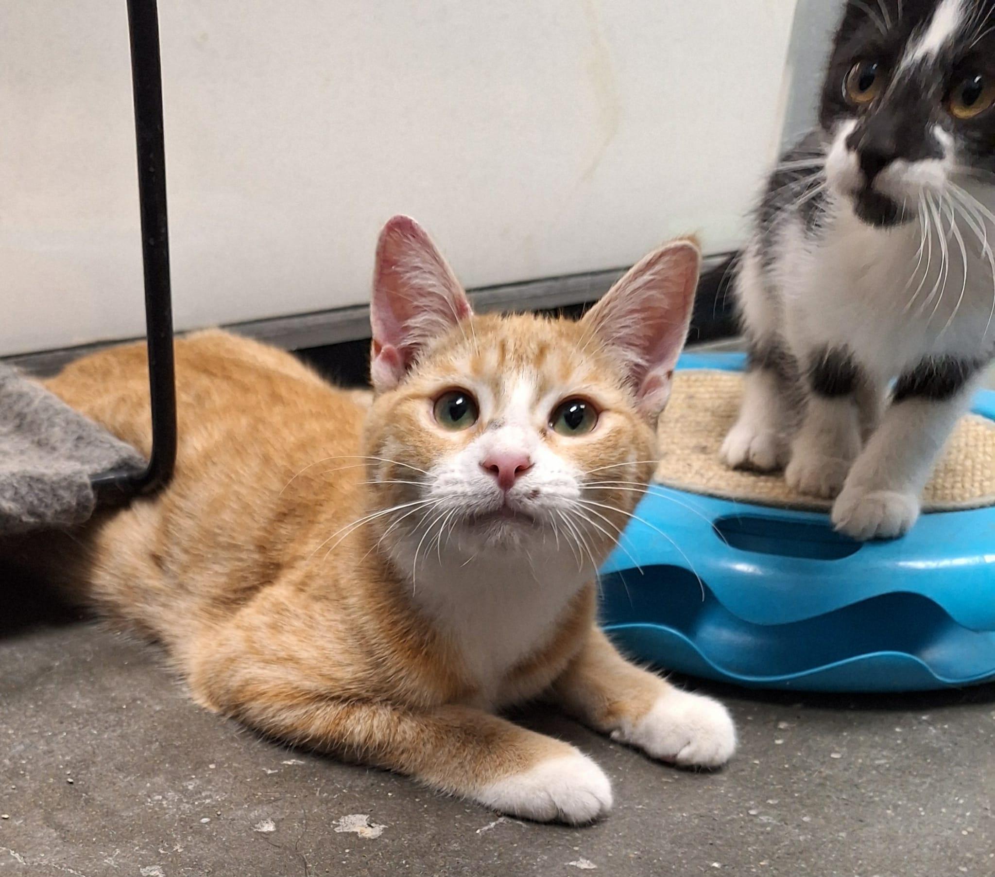 Enlarge Acorn, a Adopted Domestic Short Hair in Buffalo, NY image 1/3