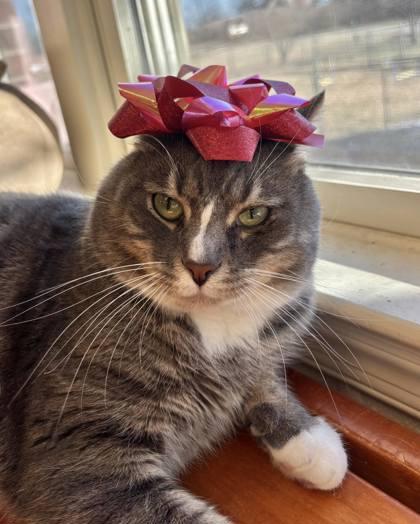 Enlarge Patrick, a Adoptable Domestic Short Hair in Winchester, VA image 1/3