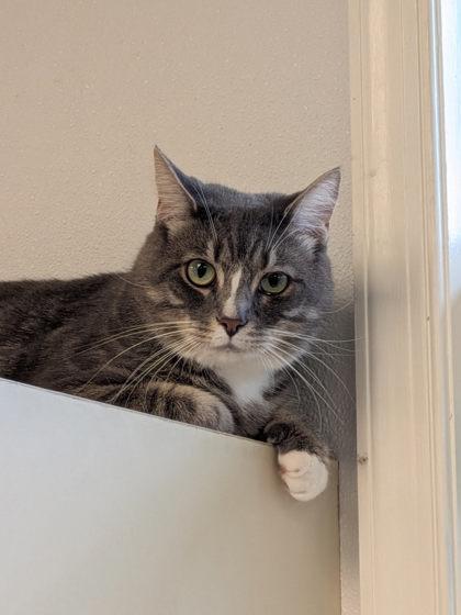 Patrick, a Adoptable Domestic Short Hair in Winchester, VA image 1/2