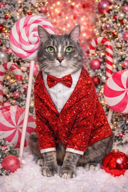 Enlarge Patrick, a Adoptable Domestic Short Hair in Winchester, VA image 2/3