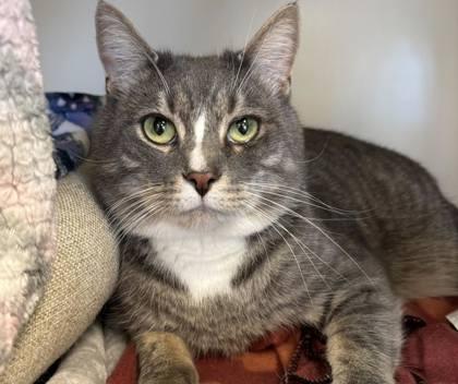 Patrick, a Adoptable Domestic Short Hair in Winchester, VA image 2/2