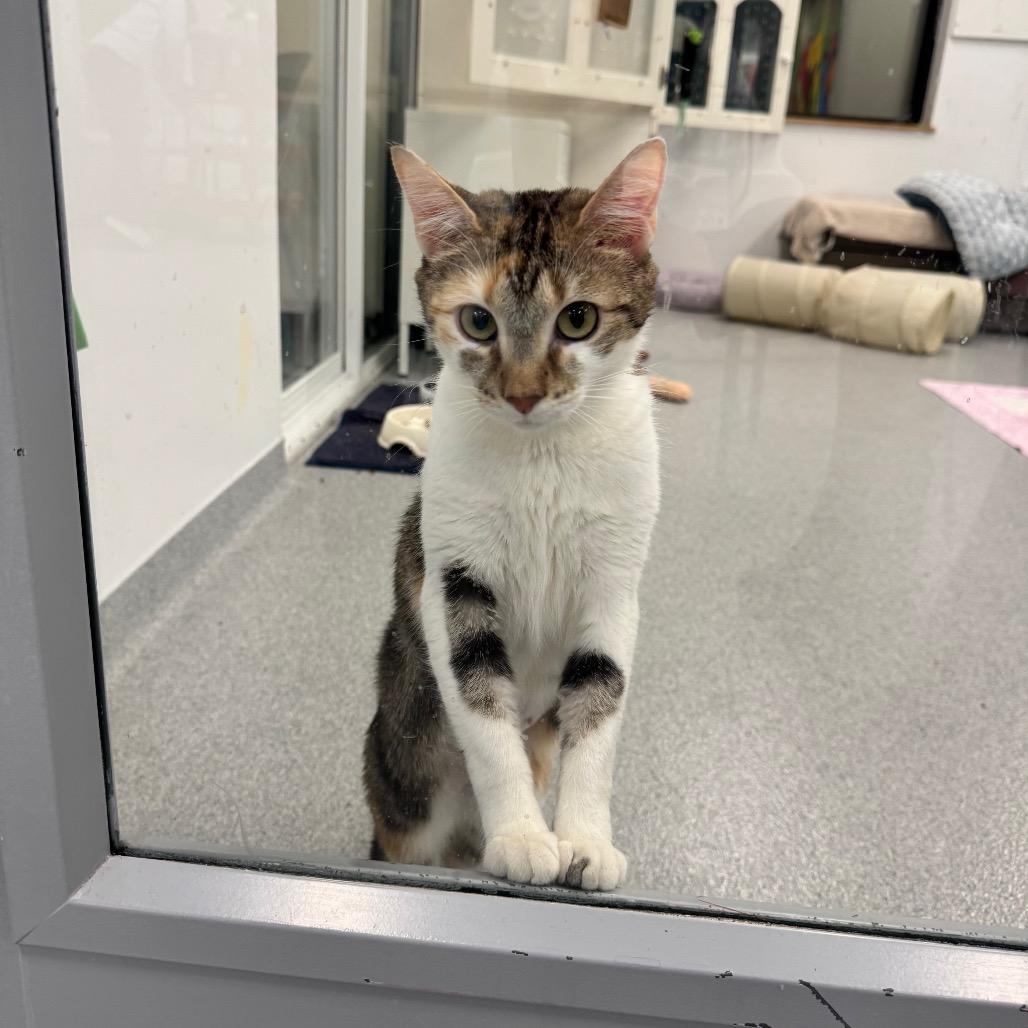 Clementine, Adoptable, Adult Female Domestic Short Hair.