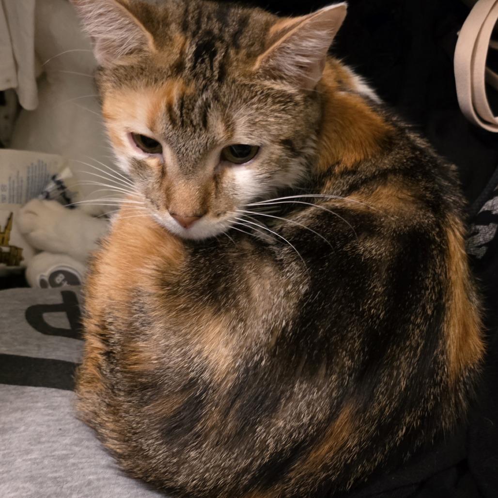 Enlarge Clementine, a Adoptable Domestic Short Hair in Wheeling, IL image 1/6