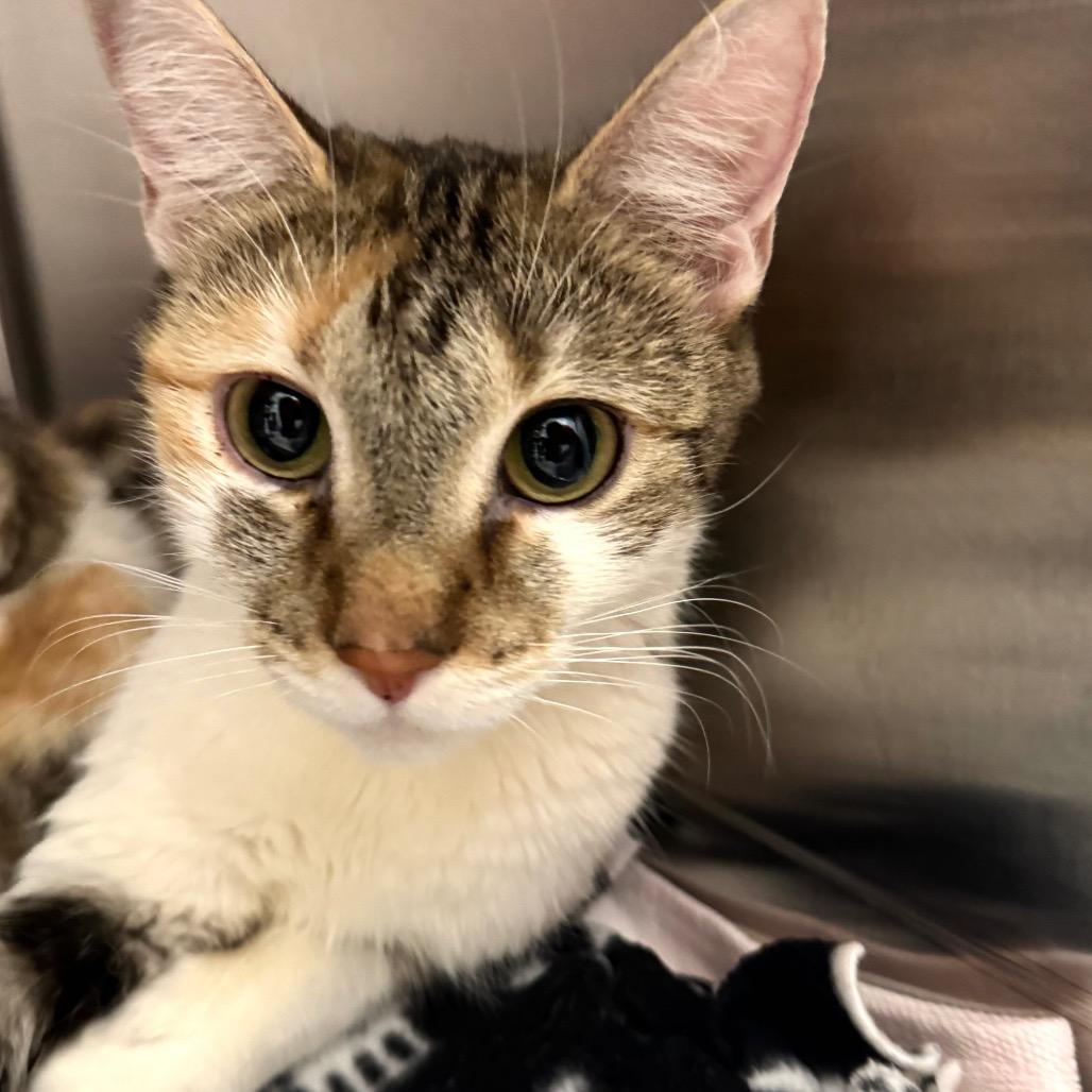 Enlarge Clementine, a Adoptable Domestic Short Hair in Wheeling, IL image 2/6