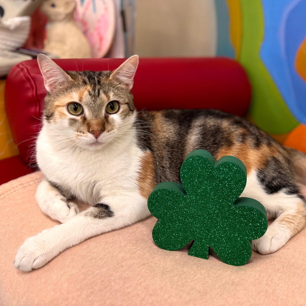 Enlarge Clementine, a Adoptable Domestic Short Hair in Wheeling, IL image 3/6