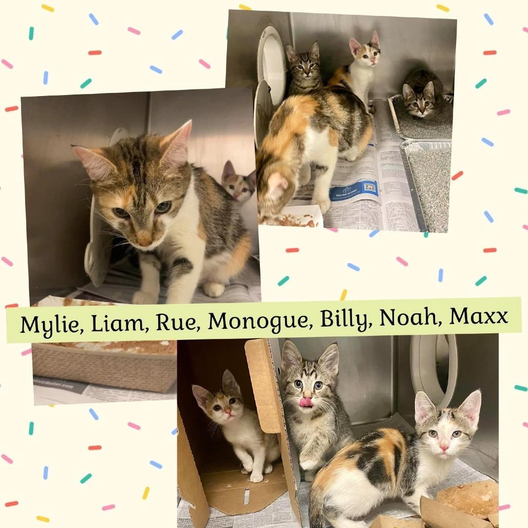 Enlarge Clementine, a Adoptable Domestic Short Hair in Wheeling, IL image 4/6