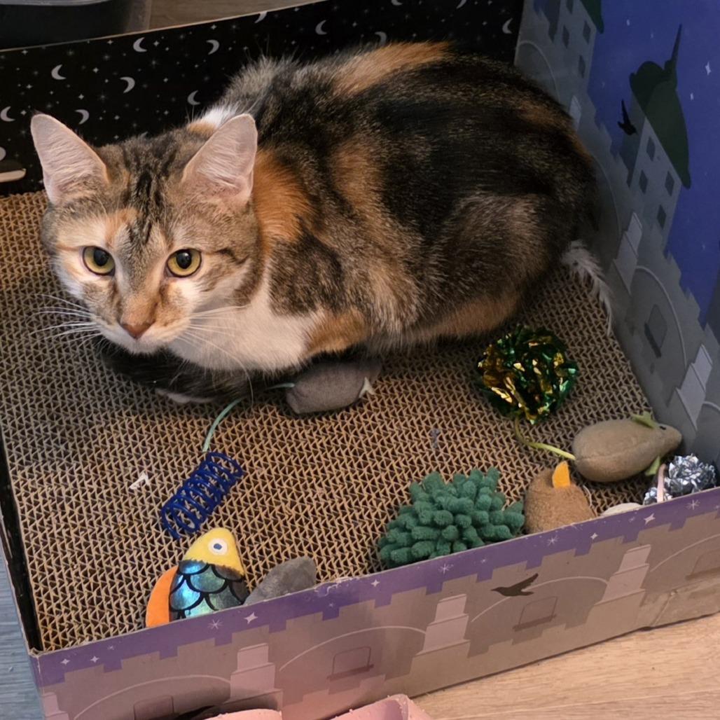 Enlarge Clementine, a Adoptable Domestic Short Hair in Wheeling, IL image 5/6