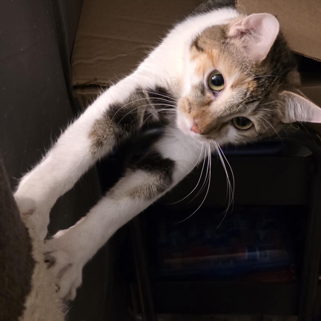 Enlarge Clementine, a Adoptable Domestic Short Hair in Wheeling, IL image 6/6