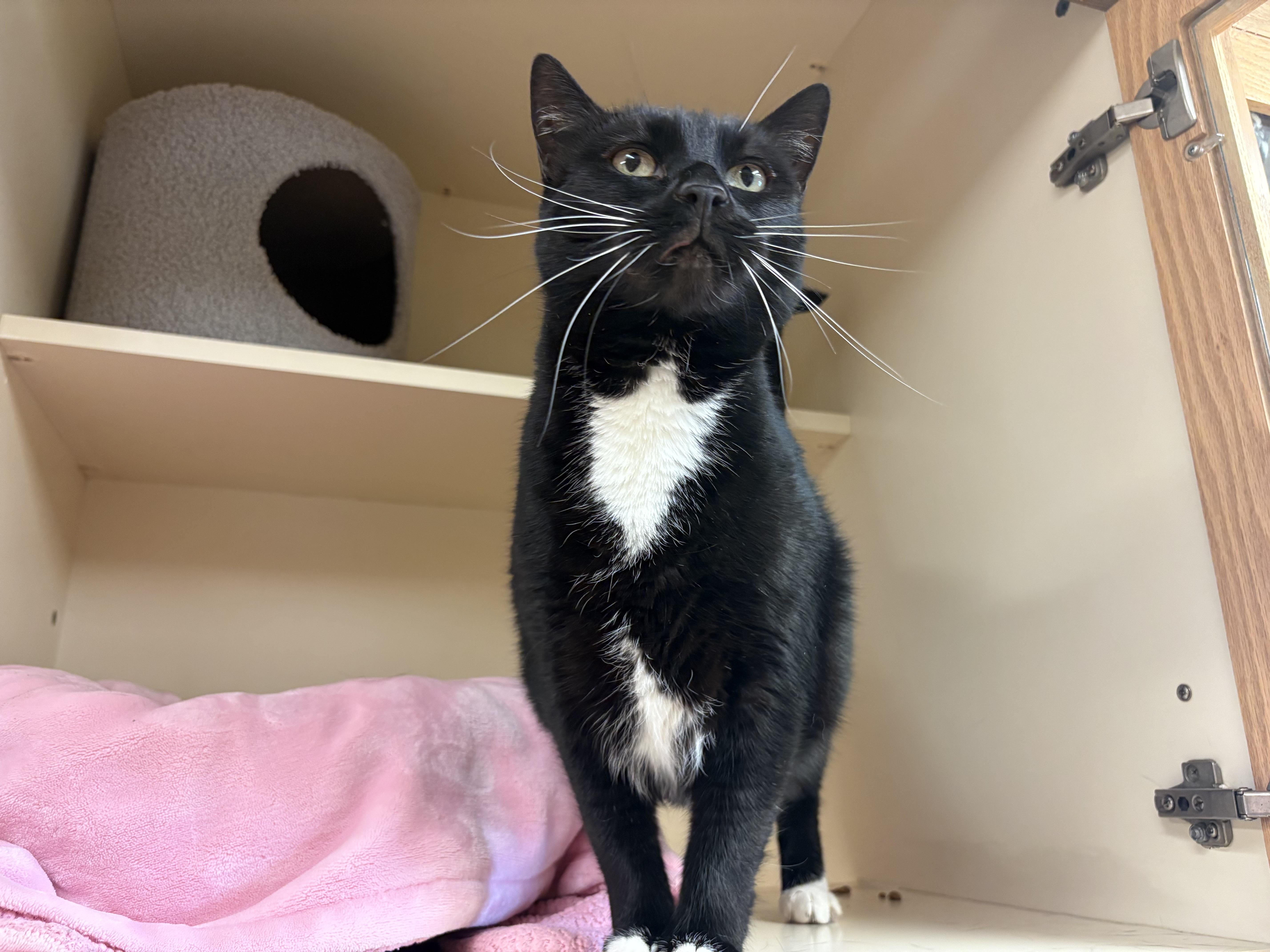Gemini, a ADOPTABLE mixed breed in Hays, KS image 4/6