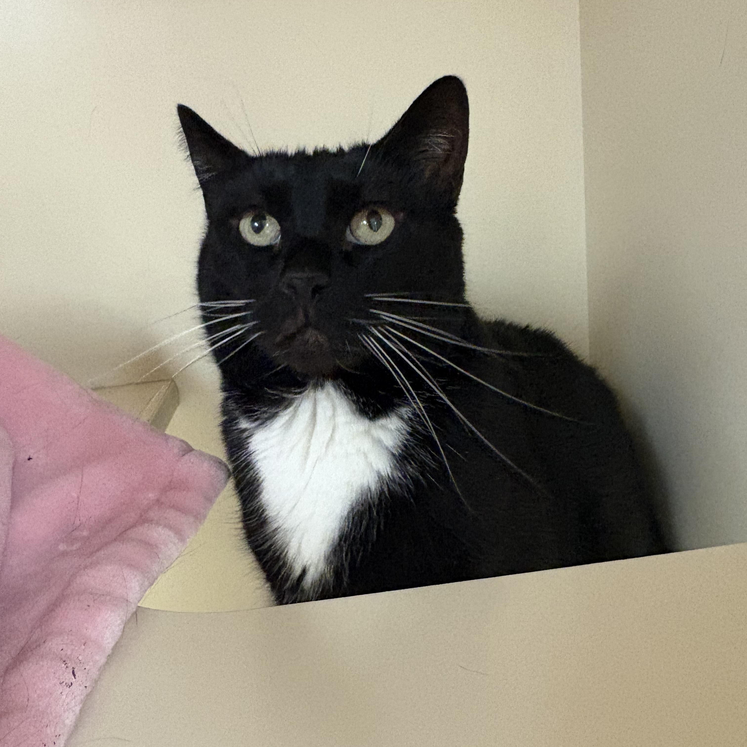 Gemini, a ADOPTABLE mixed breed in Hays, KS image 2/6