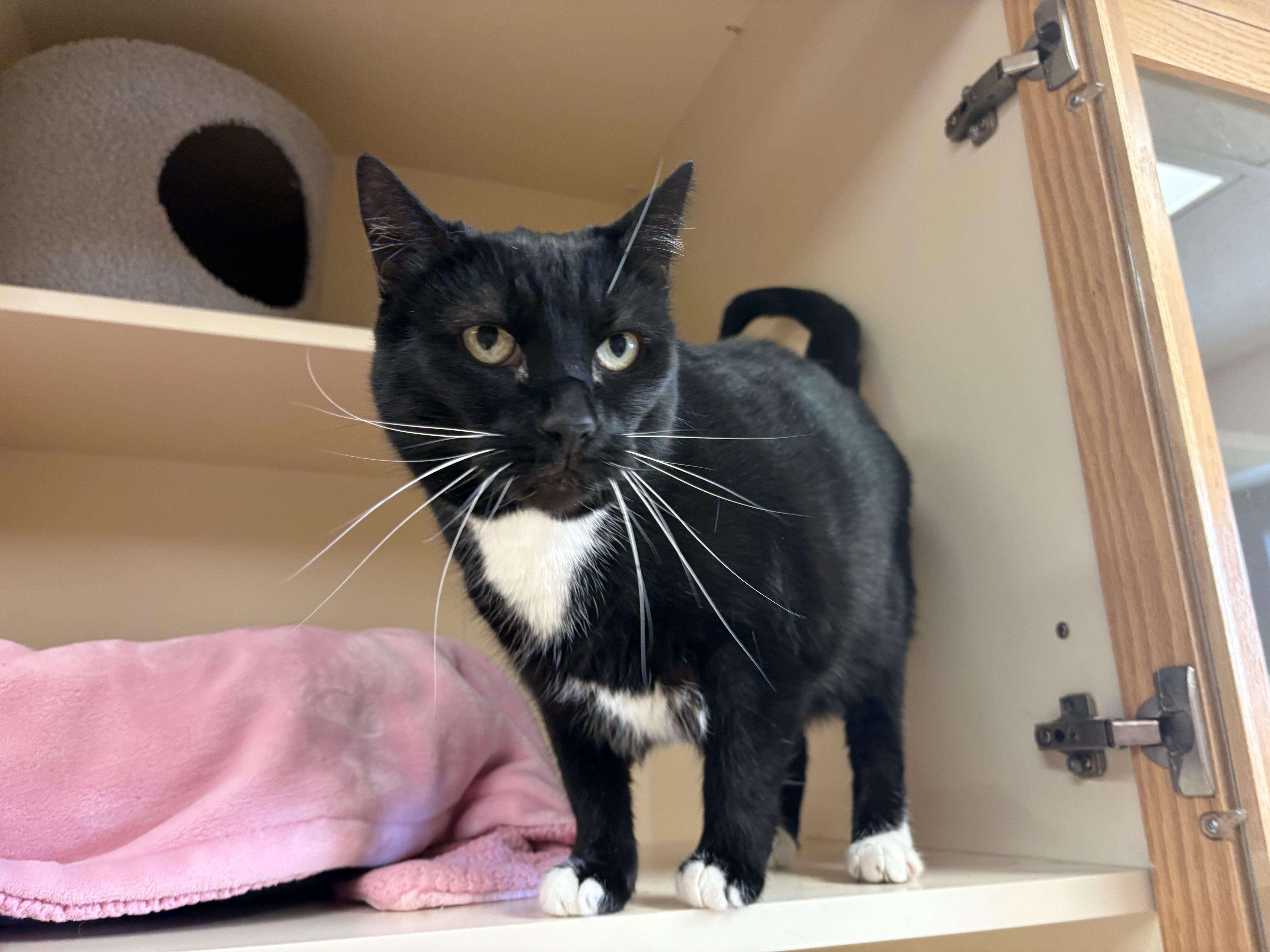 Gemini, a ADOPTABLE mixed breed in Hays, KS image 6/6
